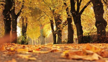 daha iyi sonbahar fotograflari icin tavsiyeler teknosa